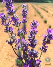 Load image into Gallery viewer, Organic Greek Lavender Essential Oil 15ml