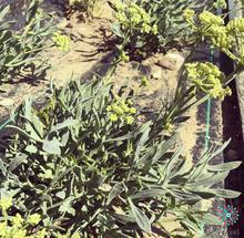 Criste Marine Organic Hydrolat