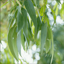 Load image into Gallery viewer, Eucalyptus Organic Essential Oil 15ml