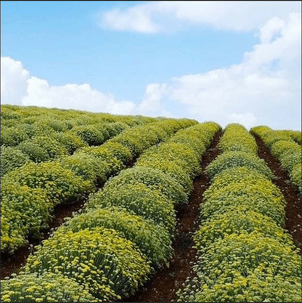 Helichrysum Organic Hydrolat 100ml