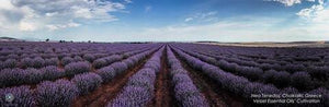 Organic Greek Lavender Hydrolat 100ml