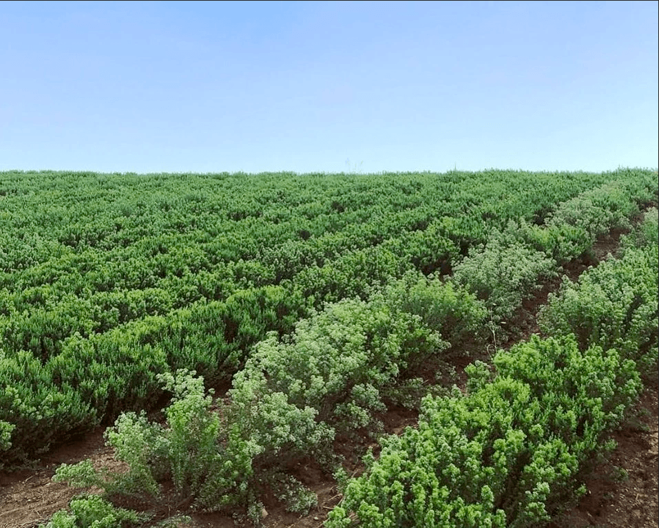 Olive Leaf Macerated Oil 100ml