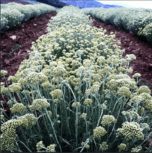 Load image into Gallery viewer, Helichrysum Organic Hydrolat 100ml