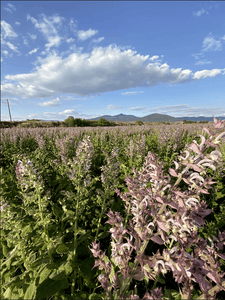Organic Greek Clary Sage Essential Oil 15ml LAST ONE