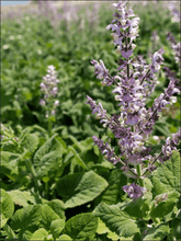 Load image into Gallery viewer, Organic Greek Clary Sage Essential Oil 15ml LAST ONE