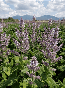 Organic Greek Clary Sage Essential Oil 15ml LAST ONE