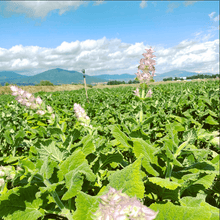 Load image into Gallery viewer, Organic Greek Clary Sage Essential Oil 15ml LAST ONE