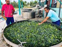 Criste Marine Organic Hydrolat