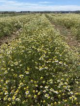 Load image into Gallery viewer, Organic Greek Blue Camomile Hydrolat 100ml