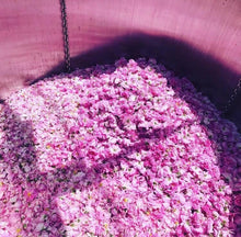 Load image into Gallery viewer, Organic Greek Rose Hydrolat 100ml SOLD OUT